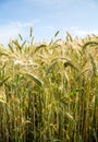 Cereal crops in wales uk Royalty Free Stock Photo