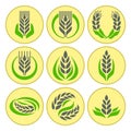 Cereal ears and grains agriculture industry or logo badge design vector food illustration organic natural symbol Royalty Free Stock Photo