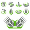 Cereal ears and grains agriculture industry or logo badge design vector food illustration organic natural symbol Royalty Free Stock Photo