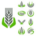 Cereal ears and grains agriculture industry or logo badge design vector food illustration organic natural symbol Royalty Free Stock Photo