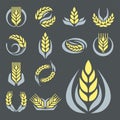 Cereal ears and grains agriculture industry or logo badge design vector food illustration organic natural symbol Royalty Free Stock Photo