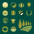 Cereal ears and grains agriculture industry or logo badge design vector food illustration organic natural symbol Royalty Free Stock Photo