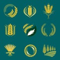 Cereal ears and grains agriculture industry or logo badge design vector food illustration organic natural symbol Royalty Free Stock Photo