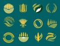 Cereal ears and grains agriculture industry or logo badge design vector food illustration organic natural symbol Royalty Free Stock Photo