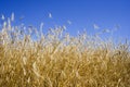 Cereal field Royalty Free Stock Photo