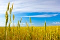 Cereal field Royalty Free Stock Photo