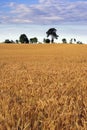 Cereal field. Royalty Free Stock Photo