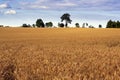 Cereal field. Royalty Free Stock Photo