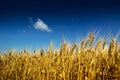 Cereal field Royalty Free Stock Photo