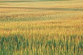 Cereal field in April in Paracuellos de Jarama, Spain.