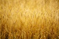 Ears of golden wheat and barley close up. Background of ripening ears Royalty Free Stock Photo