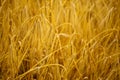 Cereal field. Ears of golden wheat and barley close up. Royalty Free Stock Photo