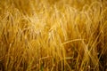 Cereal field. Ears of golden wheat and barley close up Royalty Free Stock Photo