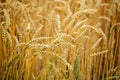Cereal field. Ears of golden wheat and barley close up Royalty Free Stock Photo