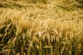 Cereal field. Ears of golden wheat and barley close up Royalty Free Stock Photo