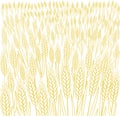 Cereal field. Ears of wheat. Agriculture straw. Dry yellow grass meadow. Orange contour vector line. Bread wrapper