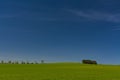 Cereal field, holm oaks and blue sky Royalty Free Stock Photo