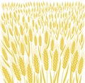 Cereal field. Leaves and ears of wheat. Agriculture grain. Silhouette vector. Bread wrapper background.