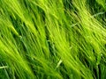 Cereal field plants Royalty Free Stock Photo