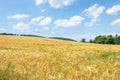 Cereal in the field, Sontra, Germany Royalty Free Stock Photo