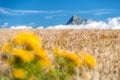 Cereal field and top of peak Krivan in High Tatras mountains, Slovakia Royalty Free Stock Photo