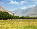 Cereal field in Wakhan valley, Hindukush mountains Royalty Free Stock Photo