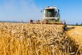 Cereal field of wheat at harvest Royalty Free Stock Photo