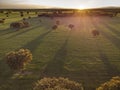 cereal fields with numerous holm oaks, which cast long shadows in the last rays of the evening sun, drone view, aerial point of Royalty Free Stock Photo