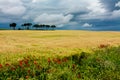 Cereal fields with some trees and flowers Royalty Free Stock Photo