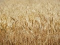 Cereal grain crop grows golden under hot Seneca County NYS sunshine Royalty Free Stock Photo