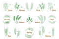 Cereal and grain. Rice wheat barley rye icons, bakery and organic products logo. Vector set