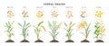 Cereal grains with seeds - set of icons, vector illustrations. Cereal grasses growing from soil isolated on white Royalty Free Stock Photo