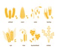 Cereal grains vector icons. rice, wheat, corn, oats, rye, barley