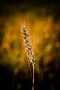 Cereal grains wheat Royalty Free Stock Photo