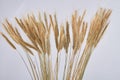 Cereal grains wheat ears isolated on white background. Royalty Free Stock Photo