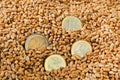 Cereal grains of wheat