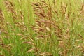 Cereal grass bromus grows in nature Royalty Free Stock Photo