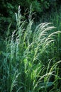 Cereal grass bromus grows in nature Royalty Free Stock Photo