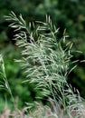 Cereal grass bromus grows in nature Royalty Free Stock Photo