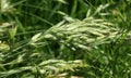 Cereal grass bromus hordeaceus grows in nature Royalty Free Stock Photo