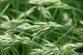 Cereal grass bromus hordeaceus grows in nature Royalty Free Stock Photo