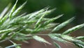 Cereal grass bromus hordeaceus grows in nature Royalty Free Stock Photo