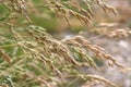 Cereal grass bromus hordeaceus grows in nature Royalty Free Stock Photo