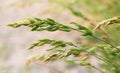 Cereal grass bromus hordeaceus grows in nature Royalty Free Stock Photo
