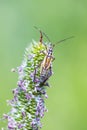 Cereal grass bug Leptopterna dolabrata (Miridae Mirinae) Royalty Free Stock Photo