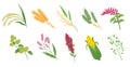 Cereal grasses. Cartoon flat spikelets with grains and seeds, agricultural crops, wheat, corn and oat, millet plant, rye