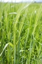 Cereal green grain plants growing spikes on spring Royalty Free Stock Photo