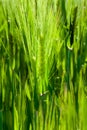 Cereal green grain plants growing spikes on spring