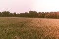 Cereal growing in a meadow. Large blur of the background, a small depth of field, the evening, against the light. Shades of brown Royalty Free Stock Photo