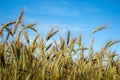 Cereal grows on the field. Ears of the cereal. Farmer, nature. Cereals on the sky background